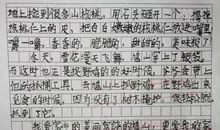 初二写景作文：夜晚的风景_450字