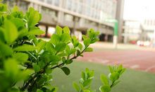 春天的校园作文：春天的校园_750字