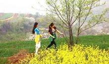 初二写景作文：赏油菜花_450字