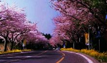 春天的校园作文：春天的校园__600字