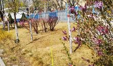 校园的花海_550字