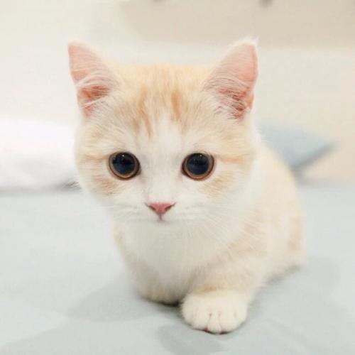 可爱的猫_450字