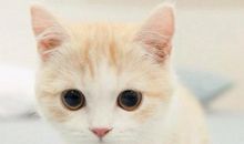 可爱的猫咪_450字