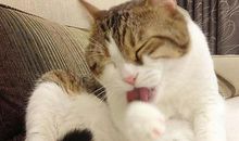 小猫舔毛的秘密_500字