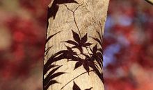 你是我的极致幸福_1000字