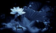 墨荷香（六）_1200字