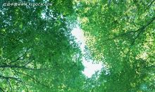 盛世光华（第六章）蒲公英森林_800字