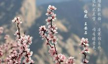 莫名的梅花_900字