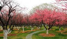 迷人的梅园_800字