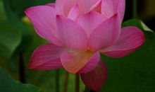 [六月征文]六月，再见_450字