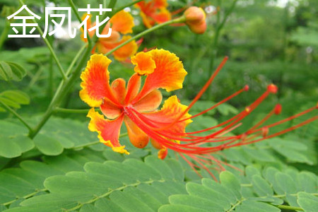 [六月文章]窗外的凤凰花_450字