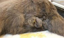 “爱狗”的经历_750字