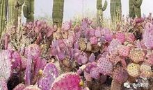 仙人掌也有花开日_1500字