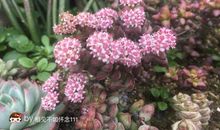 相见不如怀念_750字