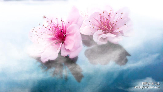 花朵打开泪水_1000字