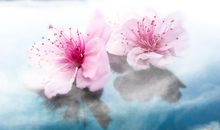 花开泪落_1000字