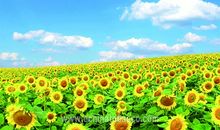 那缕明媚的阳光_550字