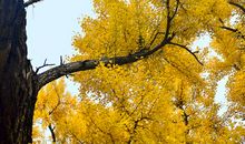 银杏树告诉我_1500字