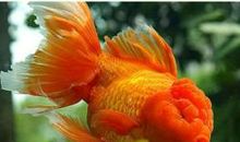 小金鱼之死_400字