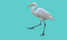 爱心 涉水而来_800字