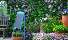 花园里的花_250字