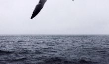 My heart will go on_1200字