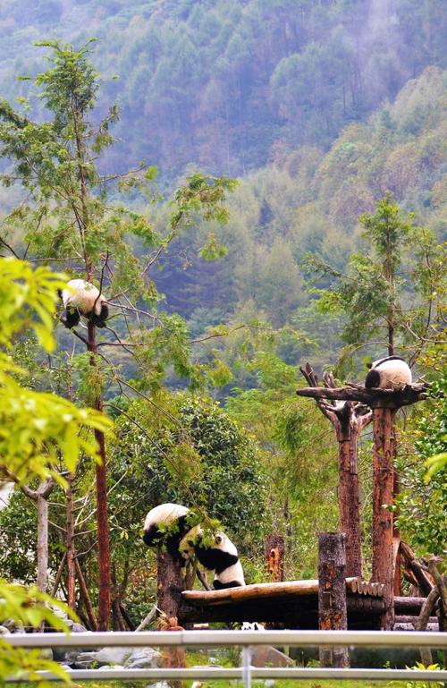 回顾卧龙_1200字