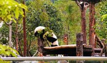 回望卧龙_1200字