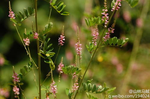 辩护草_750字