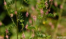 为草木辩护_750字