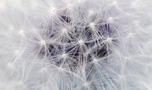 由那蒲公英想到的_600字