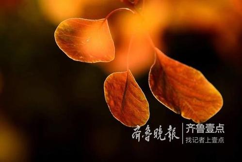 生命绽放压力_1200字