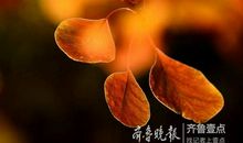 压力中绽放的生命_1200字