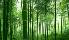 [为学杯B组]小溪与竹林_2000字