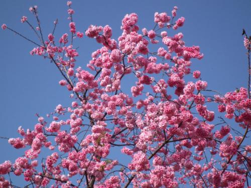 [对于杯子组A] 3月的樱花_800字