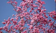 [为学杯A组]三月的樱花_800字