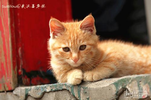 [对于杯子组a]我渴望昏迷_800字