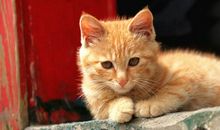 [为学杯A组]我渴望淡淡的_800字