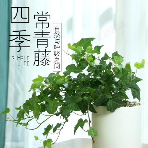 [对于杯B组]绿色常青_800字