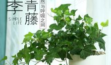 [为学杯B组]绿色的常青藤_800字