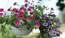 泥巴变鲜花_450字