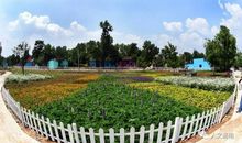 兀自盛开_1200字