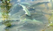 水之忆 水之情_1200字