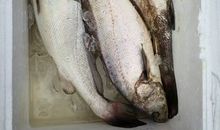 第一次买鱼_1200字