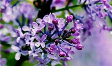 母亲优美段落：雨中的紫丁香段落_700字