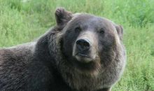 Animals in Alaska_200字