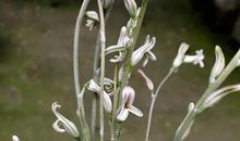 花开的声音_750字