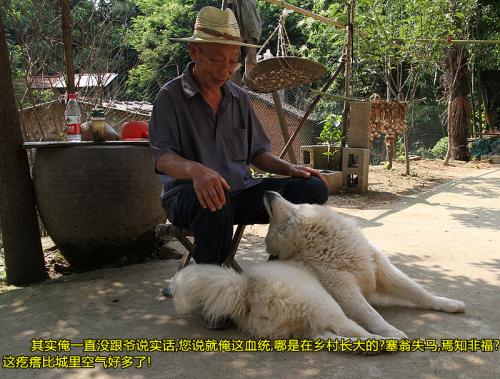 男子狗爱_800字