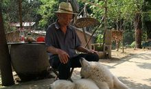 人狗情悠悠_800字