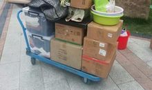 灰鸽子搬家_800字